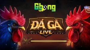 Tổng quan về sảnh đá gà Gbong